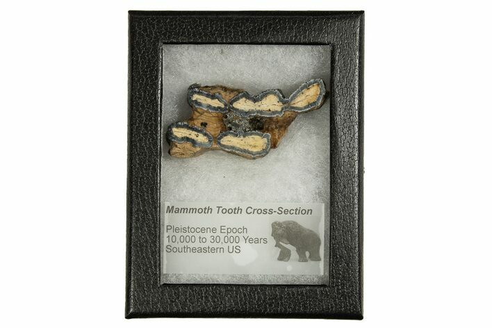 Mammoth Molar Slice With Case - South Carolina #335360